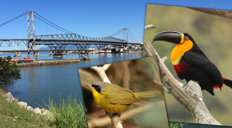 birdwatching florianopolis