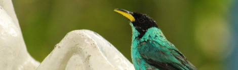 Saí-verde macho