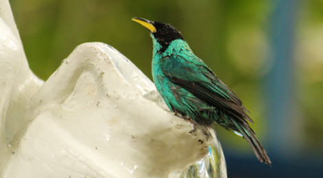 Saí-verde macho