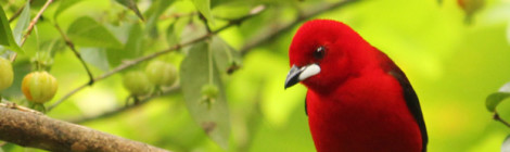 Festival Aves de Paraty 2016 - Eu fui!