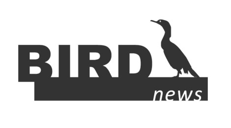 birdnews novembro