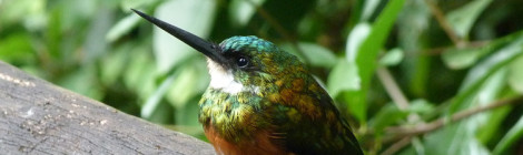 galbula ruficauda macho