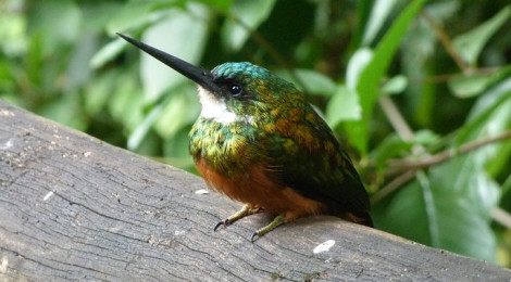 galbula ruficauda macho