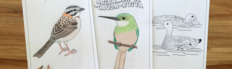 pássaros para colorir