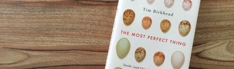 the most perfect thing - inside (and outside) a bird's egg