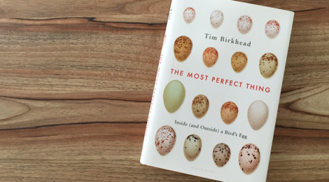 the most perfect thing - inside (and outside) a bird's egg