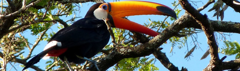 tucanuçu