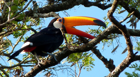 tucanuçu