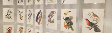 Aves da coleção Brasiliana Itaú