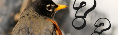 aplicativos de identificar aves