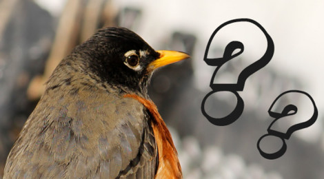 aplicativos de identificar aves