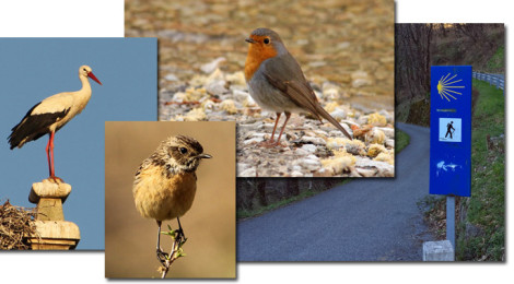 aves do caminho de santiago de compostela