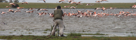 festival brasileiro de aves migratórias 2017