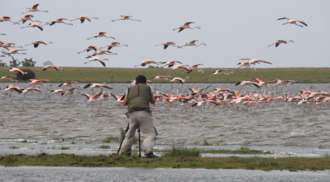 festival brasileiro de aves migratórias 2017