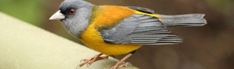 Phrygilus patagonicus