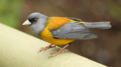Phrygilus patagonicus