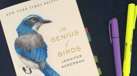 Capa do livro The Genius of Birds