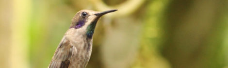 Observando aves em Mindo, Equador
