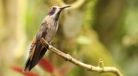 Observando aves em Mindo, Equador