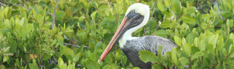 Galápagos #1 - Ilha Santa Cruz