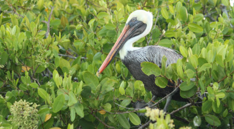 Galápagos #1 - Ilha Santa Cruz