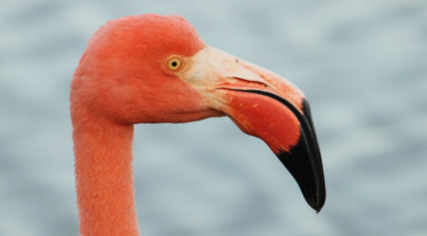 flamingo