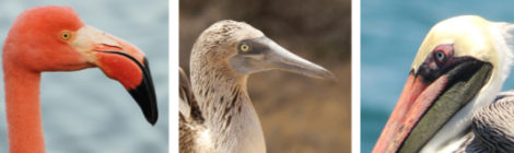 Aves de Galápagos, Equador