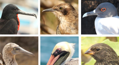 Aves de Galápagos, Equador
