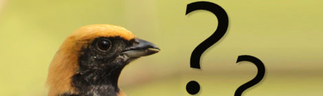 identificação de aves