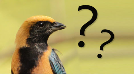 identificação de aves