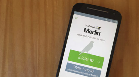 aplicativo de identificação de aves Merlin
