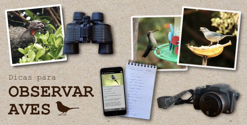 dicas para observar aves