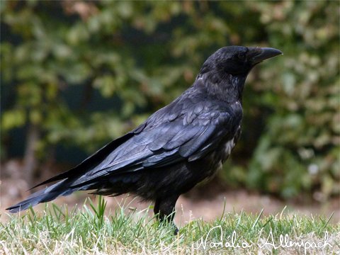 Carrion  Crow