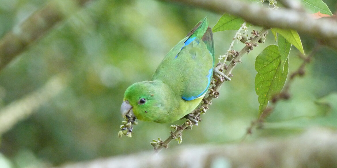 tuim-forpus-xanthopterygius-macho