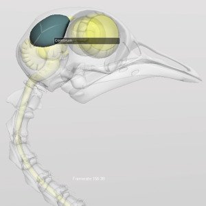 bird cerebrum