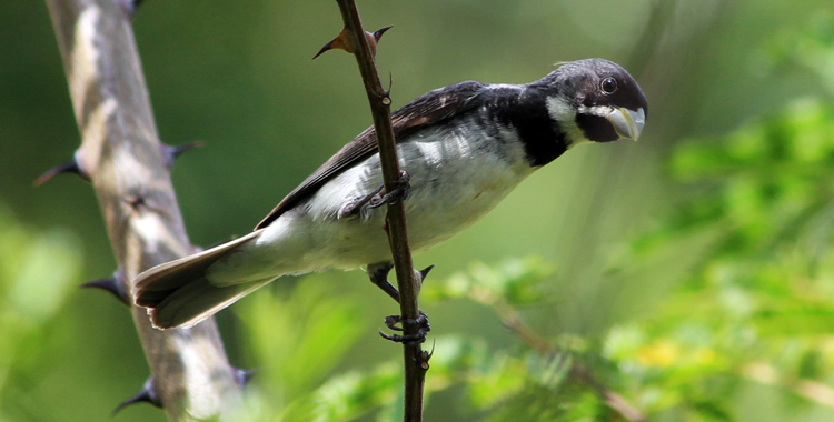 Sporophila caerulescens (Coleirinho ou Papa-capim ou Colei…