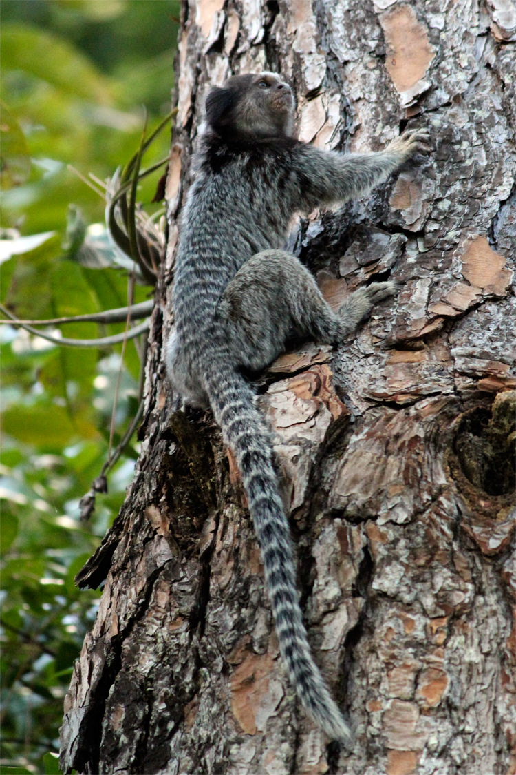 Callithrix Penicillata, Mico-Estrela ou Sagui-de-Tufo-Preto - iGUi Ecologia