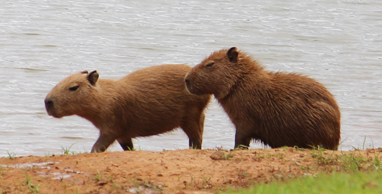 Capivara (<em>Hidrochaeris hidrochaeris</em>)