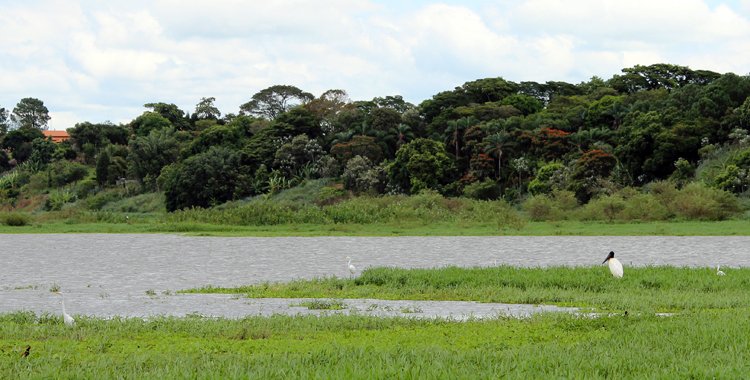 mini pantanal paulista tanqua