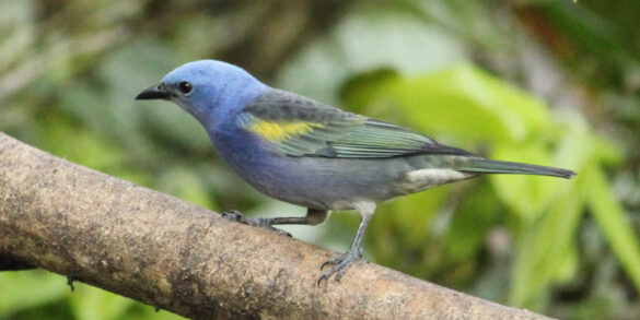 sanhaco-encontro-amarelo-thraupis-ornata