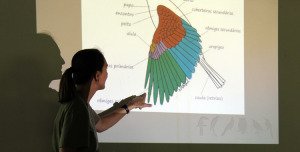 mini-curso de ornitologia