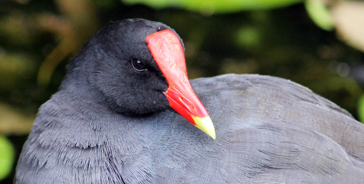 Frango d'água no Jardim Botânico de São Paulo