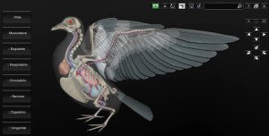 anatomia das aves 3D
