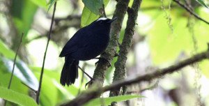 White-browed Shortwing Doi Inthanon