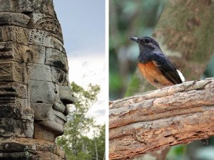 Observação de aves no Camboja
