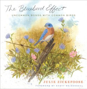 The bluebird effect
