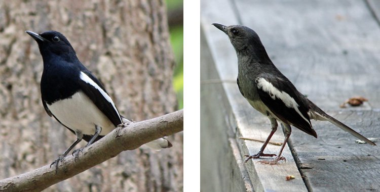 Oriental Magpie-robin male and female