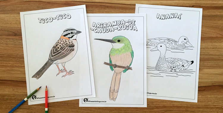 Desenhos para colorir são oportunidade para aprender sobre as aves