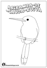 Desenhos para colorir são oportunidade para aprender sobre as aves