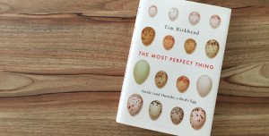 the most perfect thing - inside (and outside) a bird's egg